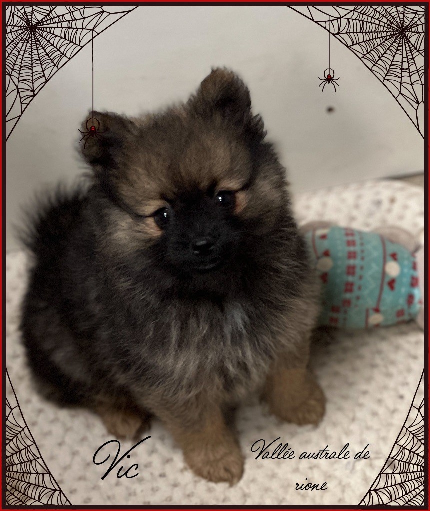 De La Vallée Australe De Rione - Chiot disponible  - Spitz allemand