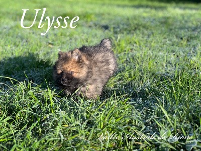 Ulysse