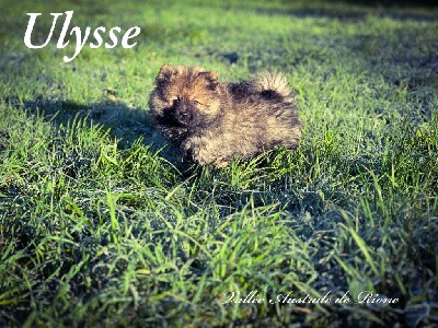 Ulysse