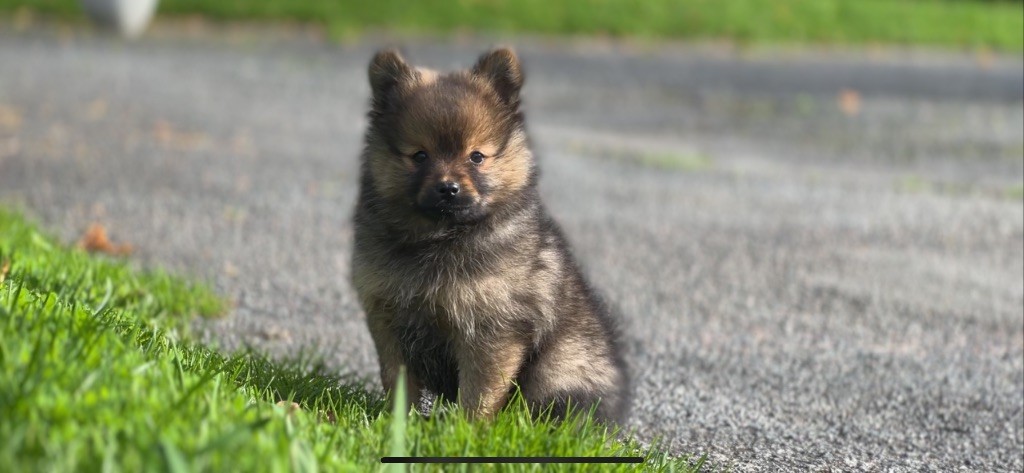 De La Vallée Australe De Rione - Chiot disponible  - Spitz allemand