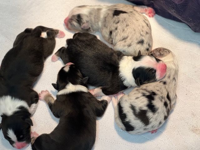 chiot Berger Australien De La Vallée Australe De Rione