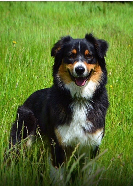 Lyra De La Vallée Australe De Rione