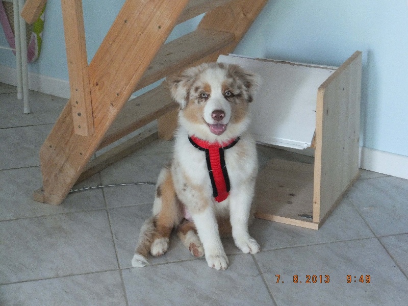 chiots d'elfy année 2013