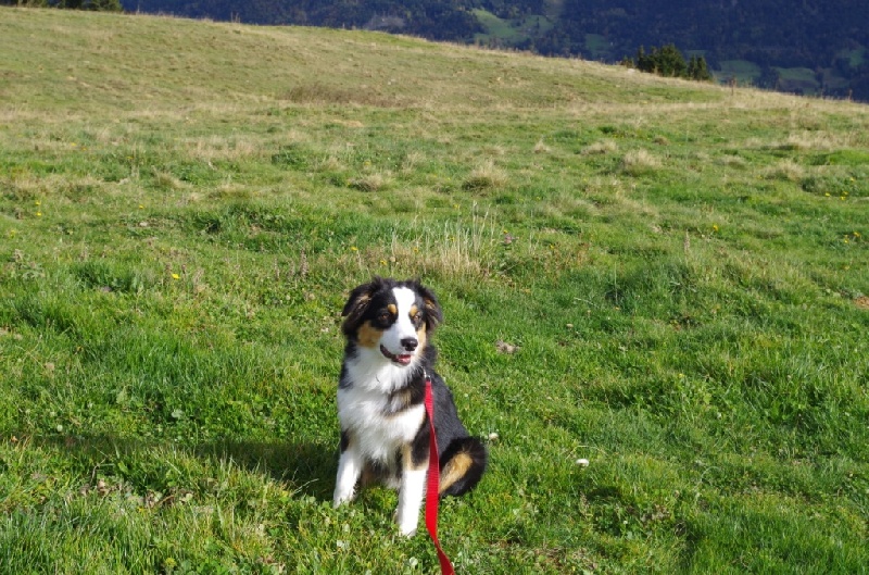 Chiots de hyoule année 2014