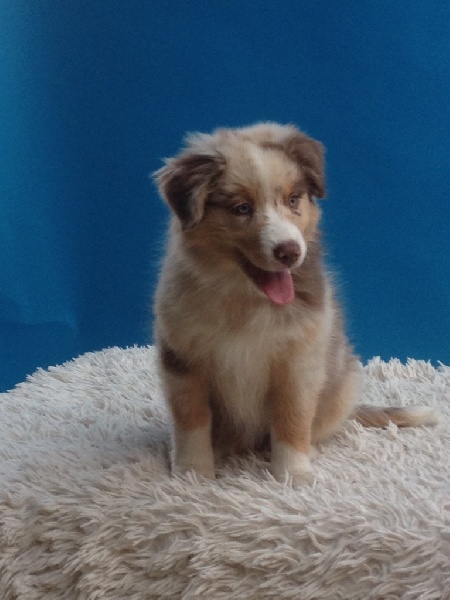 Chiots de hyoule et pinceau 2015