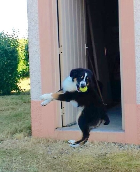Chiots d elfy et shadow 2015