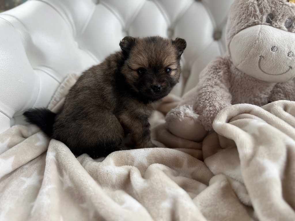 De La Vallée Australe De Rione - Chiots disponibles - Spitz allemand