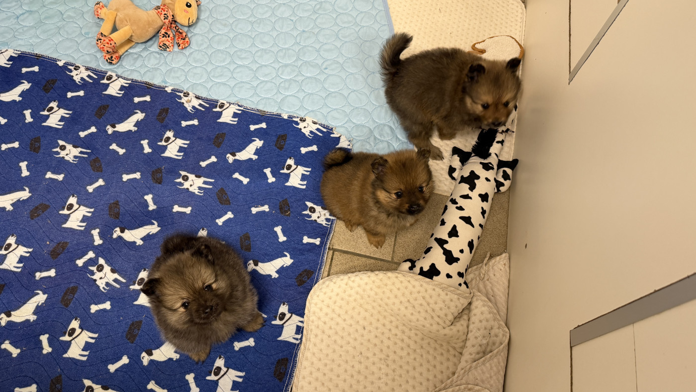 Chiot Spitz allemand De La Vallée Australe De Rione
