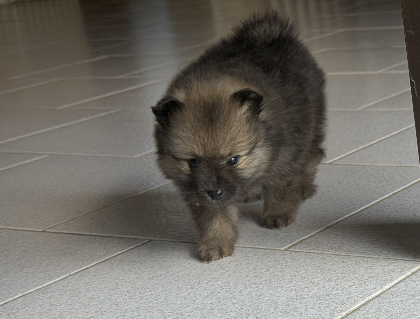 De La Vallée Australe De Rione - Chiots disponibles - Spitz allemand