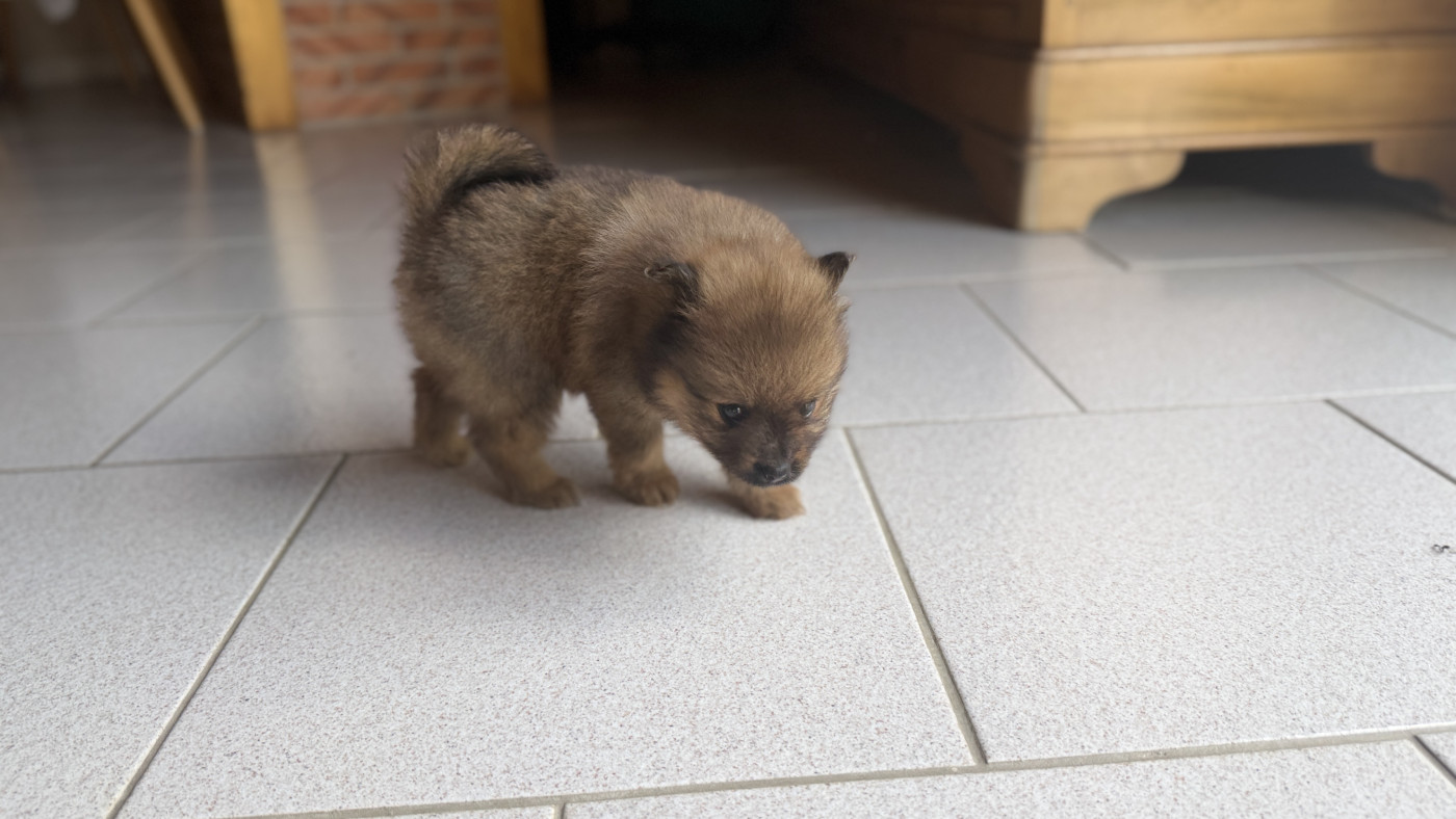 De La Vallée Australe De Rione - Chiots disponibles - Spitz allemand