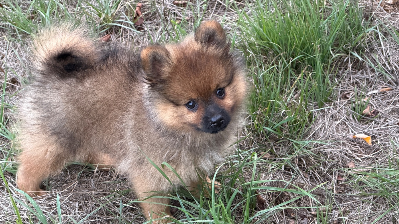De La Vallée Australe De Rione - Chiots disponibles - Spitz allemand