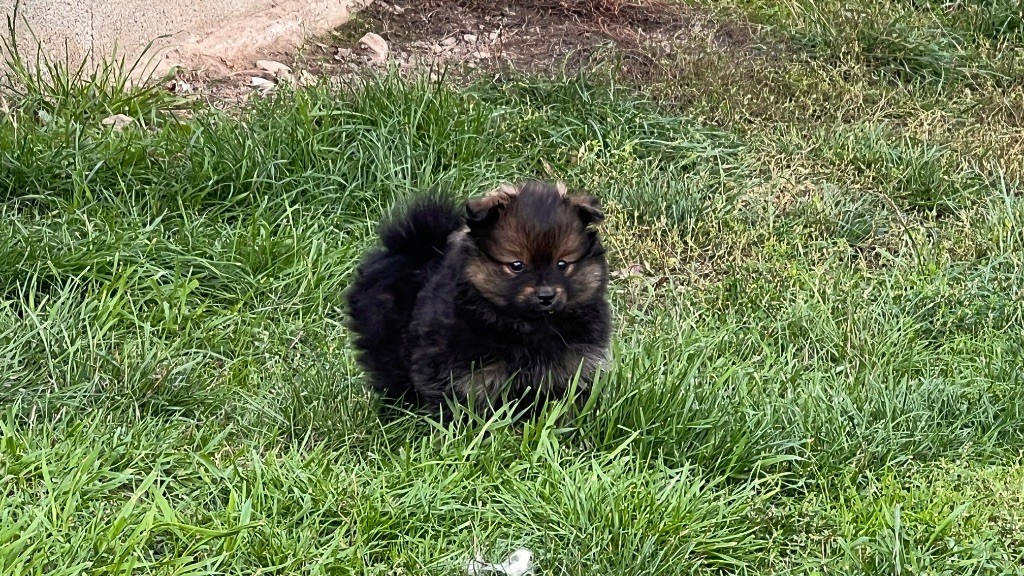 De La Vallée Australe De Rione - Chiots disponibles - Spitz allemand