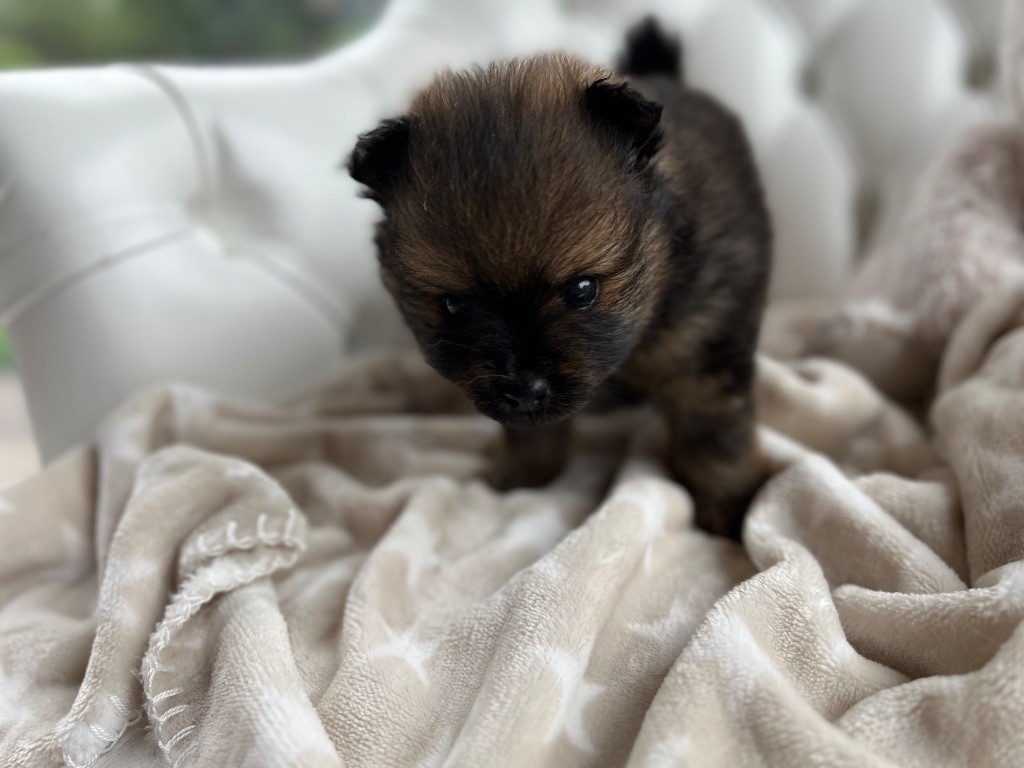 De La Vallée Australe De Rione - Chiots disponibles - Spitz allemand