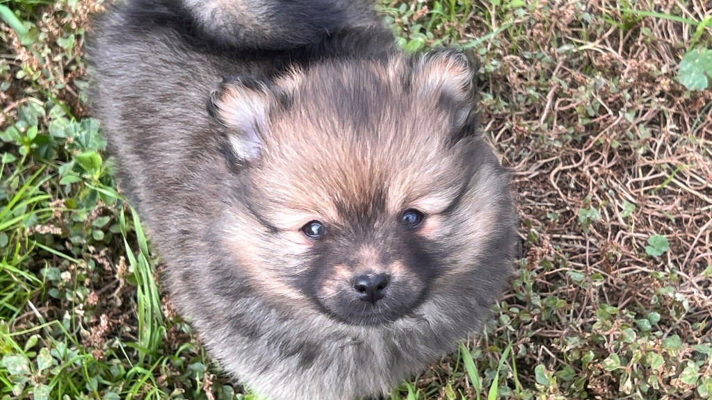 De La Vallée Australe De Rione - Chiots disponibles - Spitz allemand