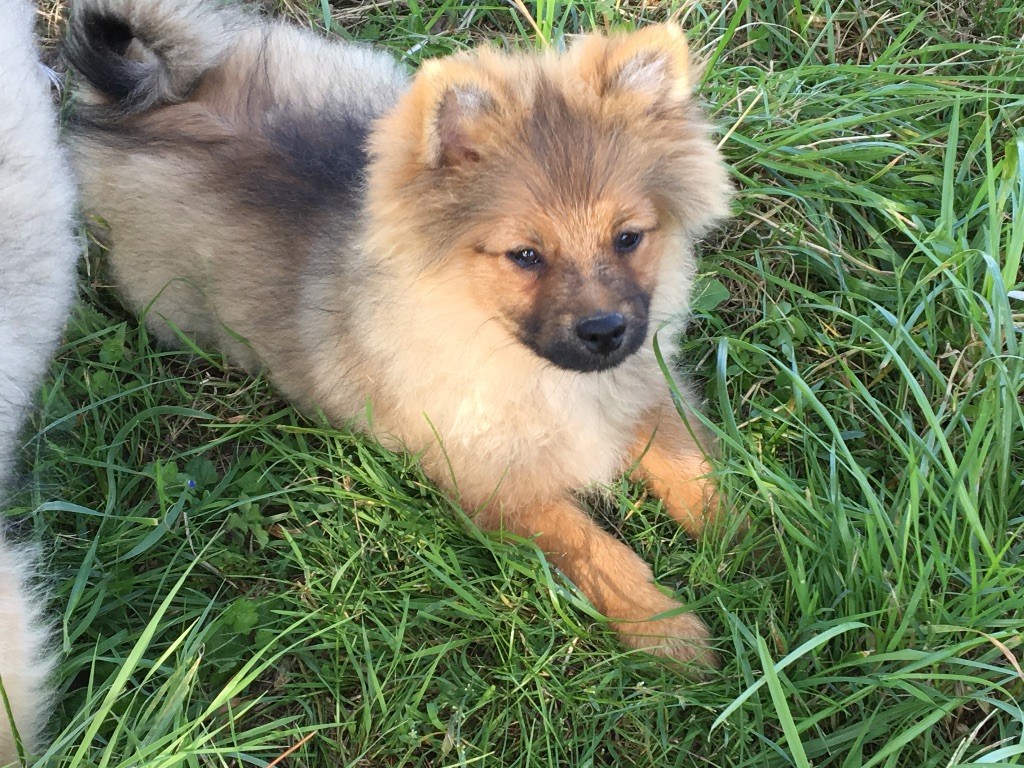 De La Vallée Australe De Rione - Spitz allemand - Portée née le 26/05/2017