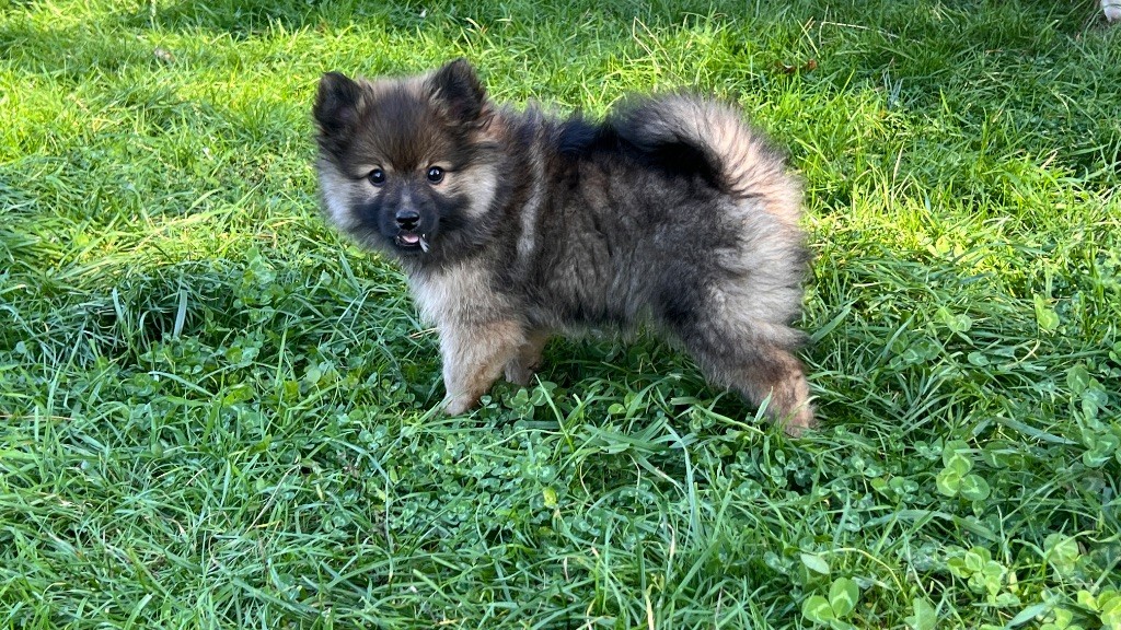 De La Vallée Australe De Rione - Chiots disponibles - Spitz allemand