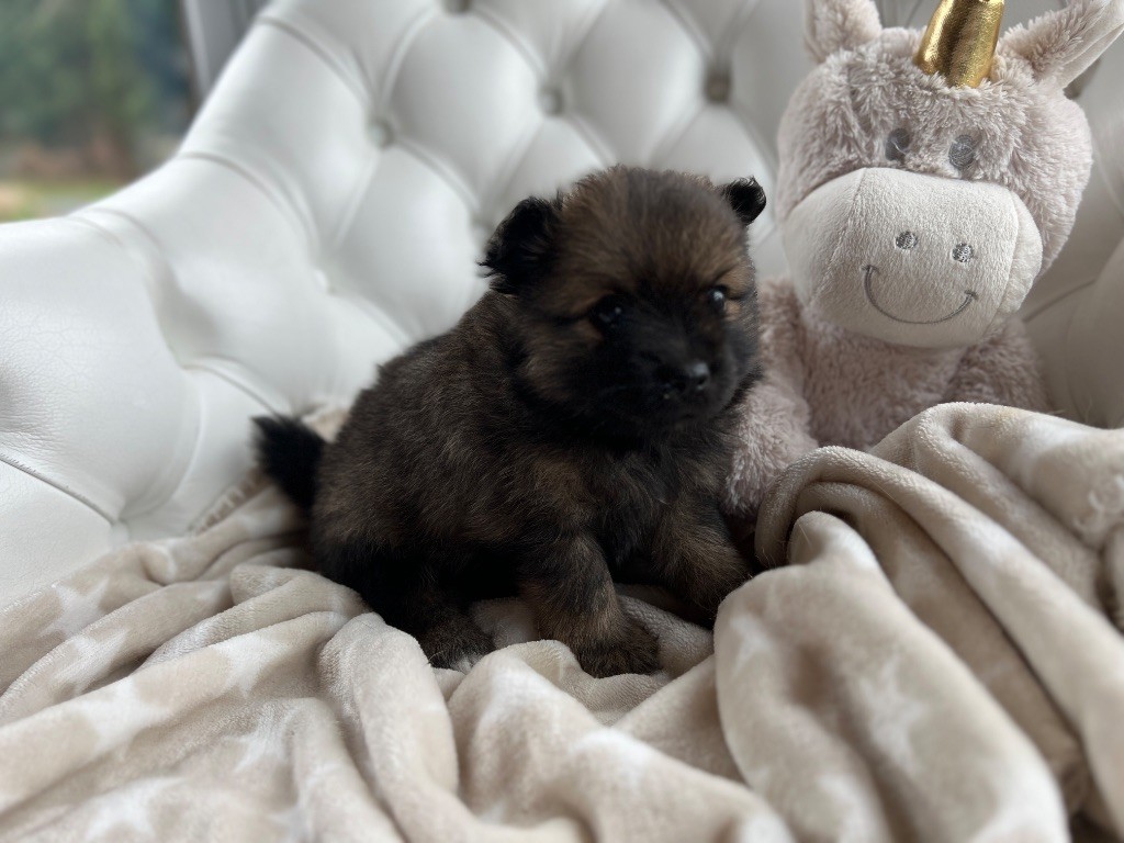 De La Vallée Australe De Rione - Chiots disponibles - Spitz allemand