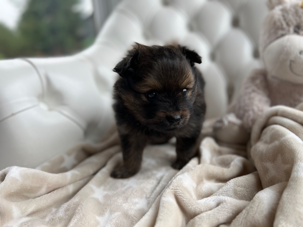 De La Vallée Australe De Rione - Chiots disponibles - Spitz allemand