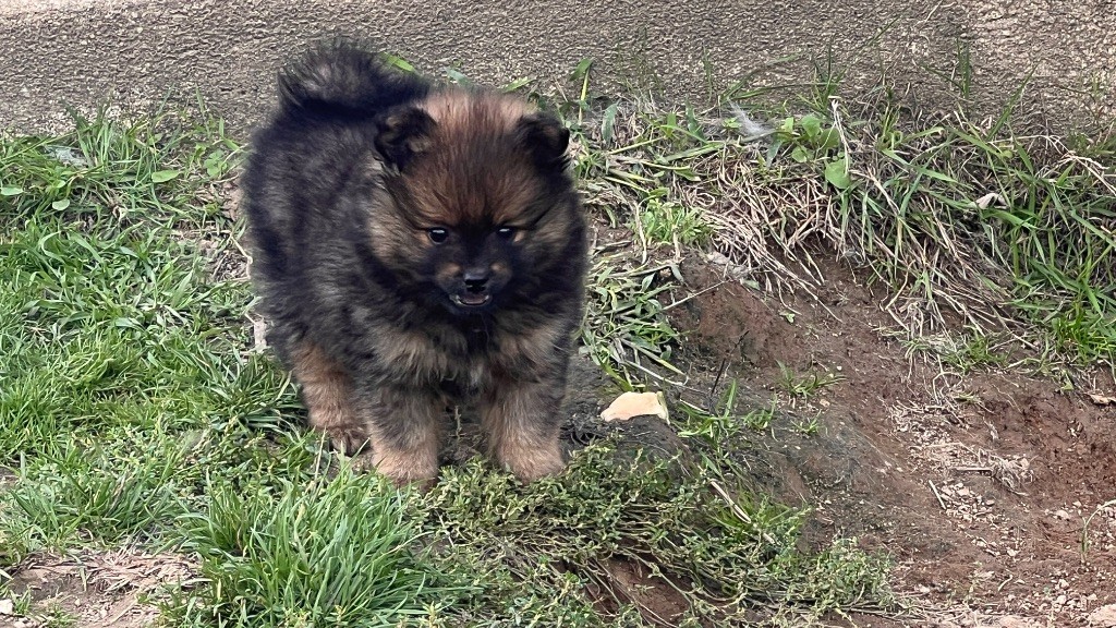 De La Vallée Australe De Rione - Chiots disponibles - Spitz allemand