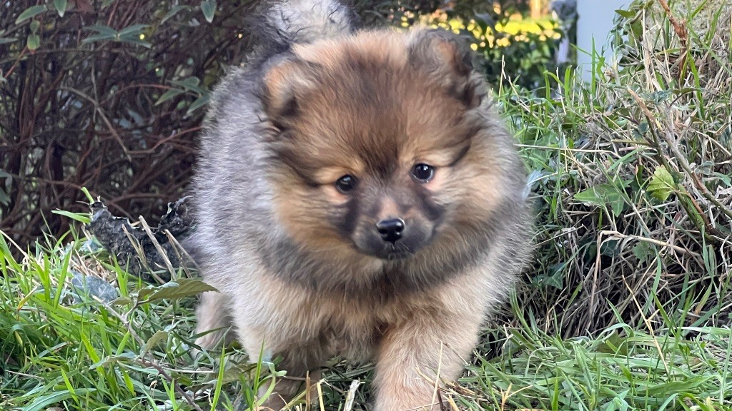 De La Vallée Australe De Rione - Chiots disponibles - Spitz allemand