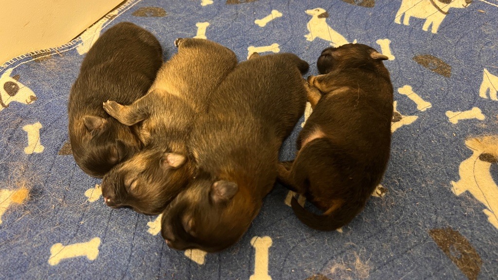Chiot Spitz allemand De La Vallée Australe De Rione