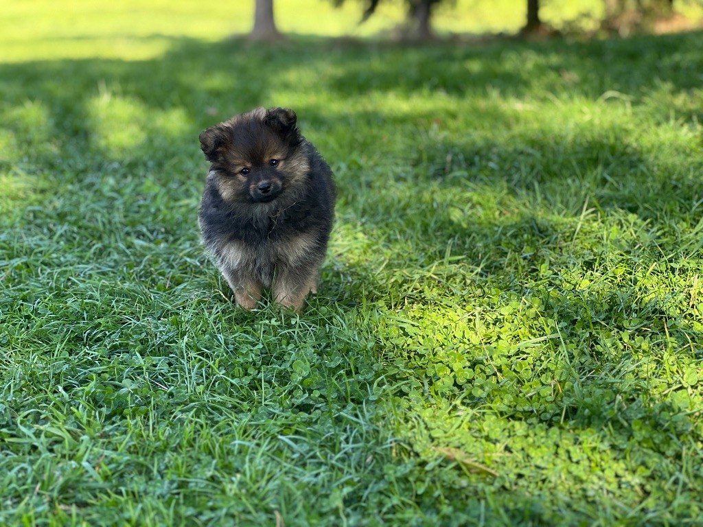 De La Vallée Australe De Rione - Chiots disponibles - Spitz allemand