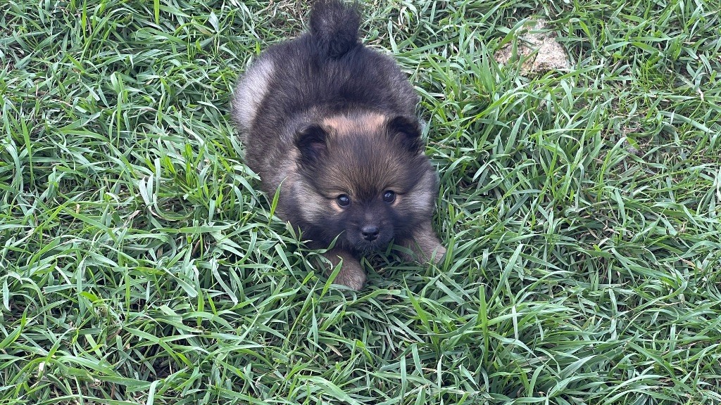 De La Vallée Australe De Rione - Chiots disponibles - Spitz allemand